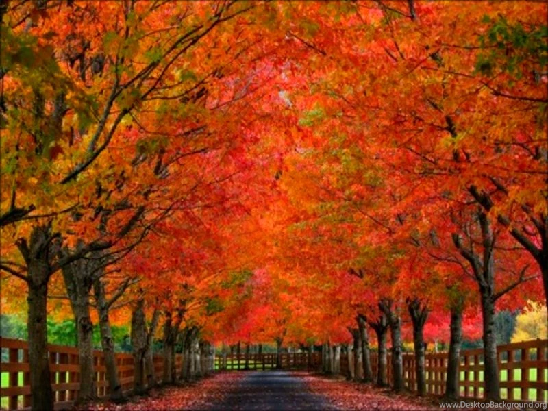 Fall Autumn Desktop Wallpapers