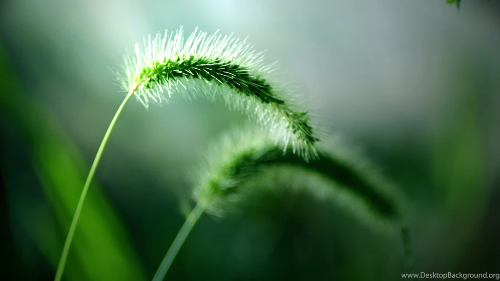 Desktop Wallpapers Hd