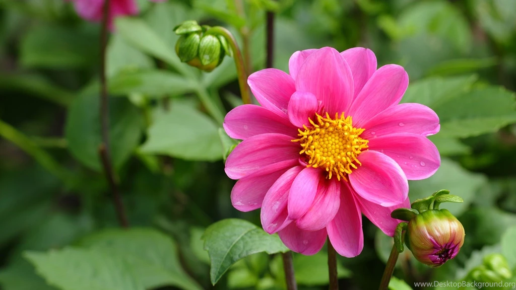 Image Download For Beautiful Nature Wallpapers With Pink Flower In ...