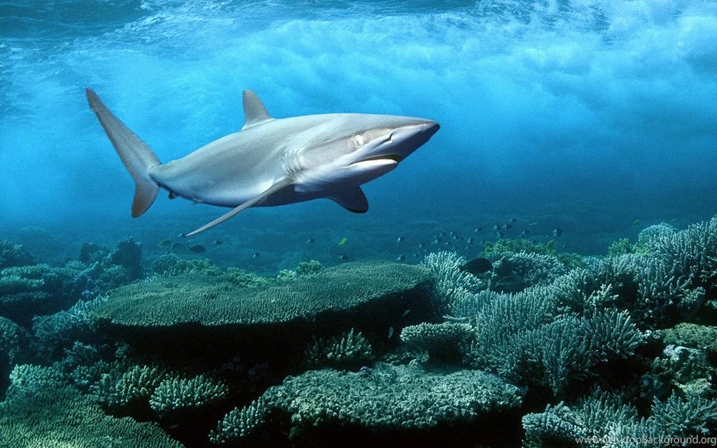 Silky Shark, Red Sea, Egypt < Animals < Life < Desktop Wallpapers