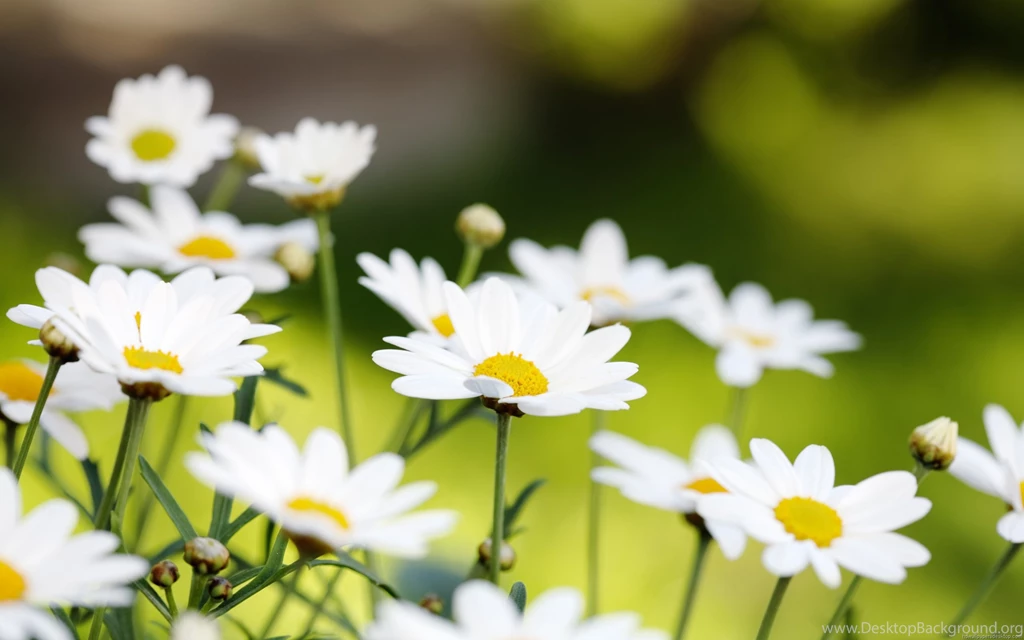 Summer Flower Computer Hd Backgrounds 2012 Flowers Free Wallpapers ...