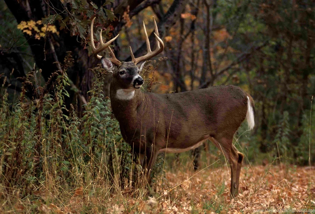 Monster Deer Wallpapers