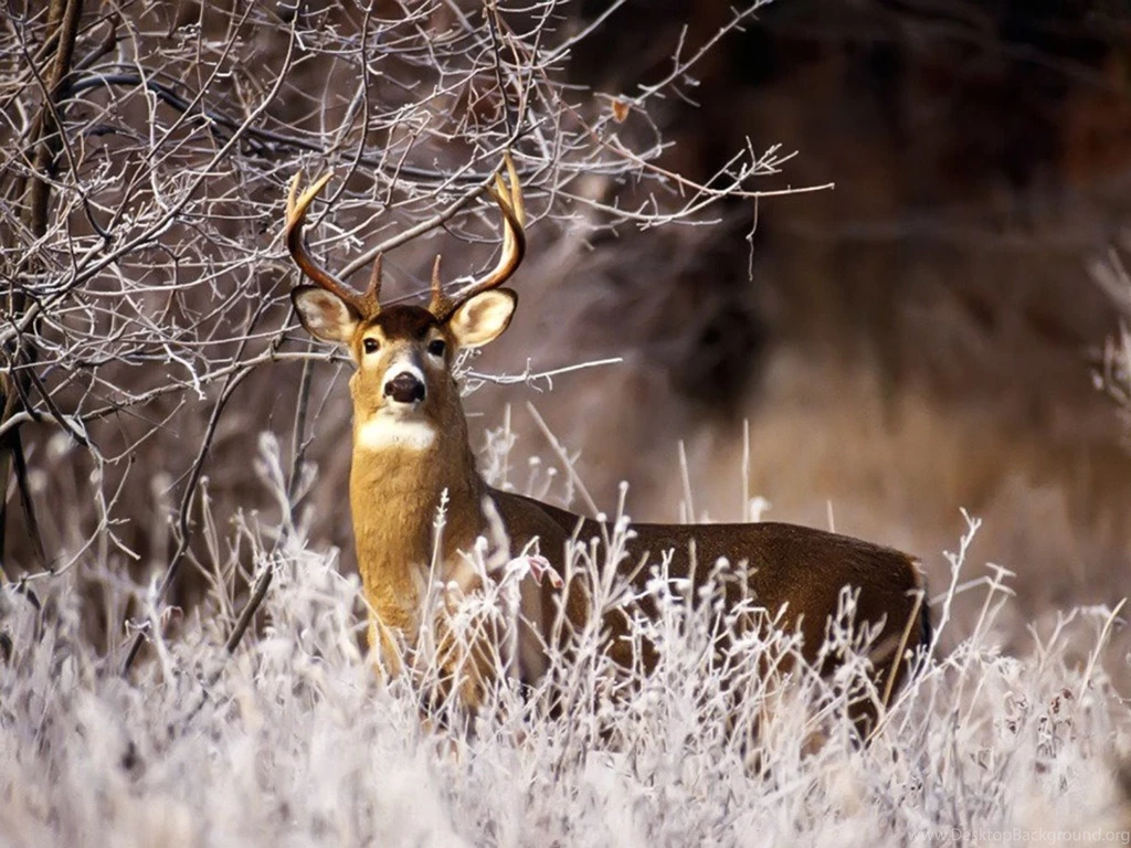 Hunting Wallpapers