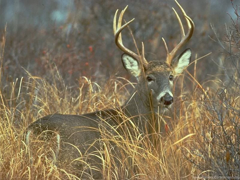 Jprat Jpret Wow: Deer Wallpapers