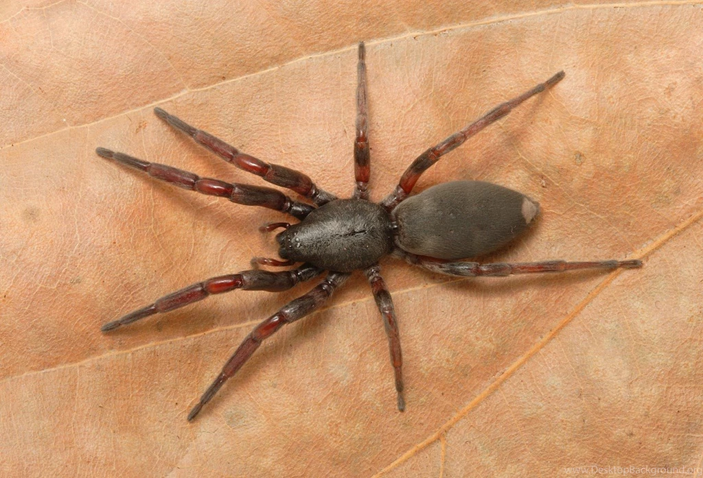 3 White Tail Spider HD Wallpapers