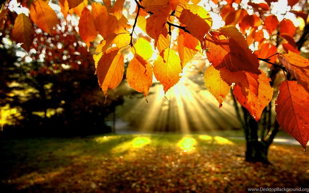 Autumn Wallpapers Free – 2560×1600 High Definition Wallpapers ...