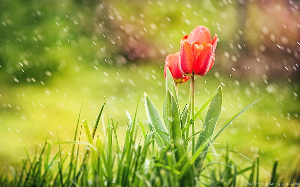 Beautiful Rain HD Wallpapers For Desktop
