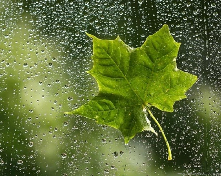 Rain With Nature Wallpapers – Nature Wallpapers