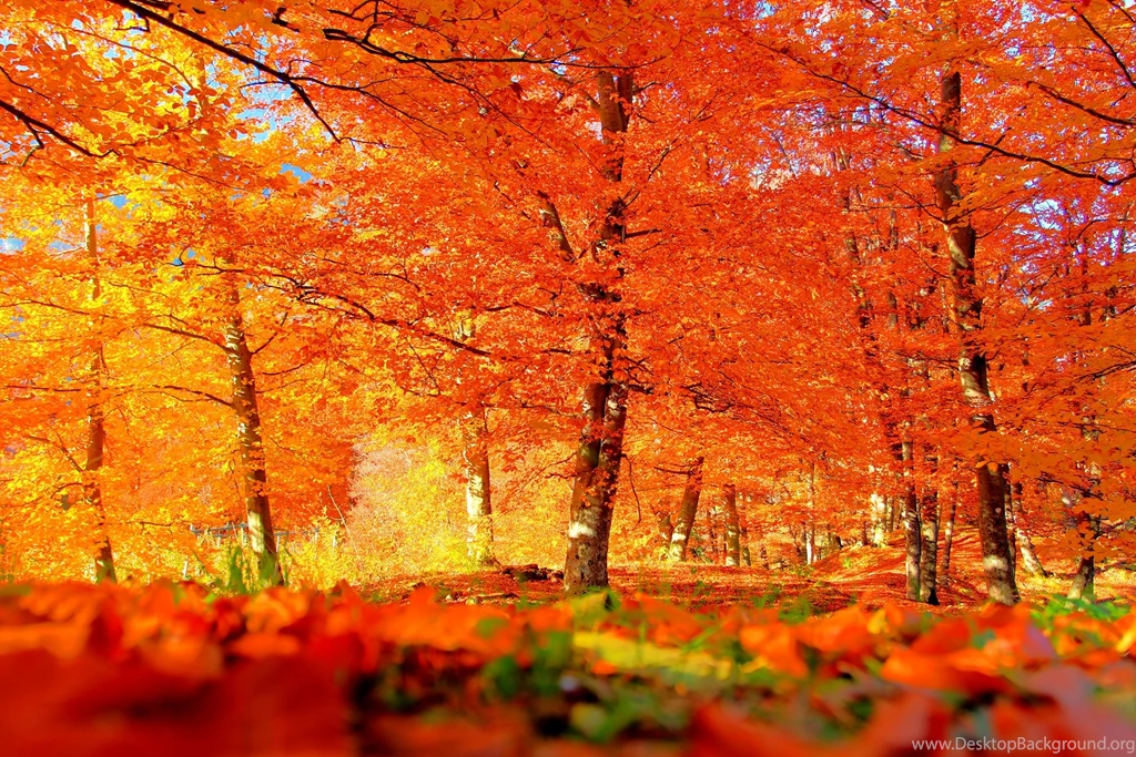 Autumn Backgrounds