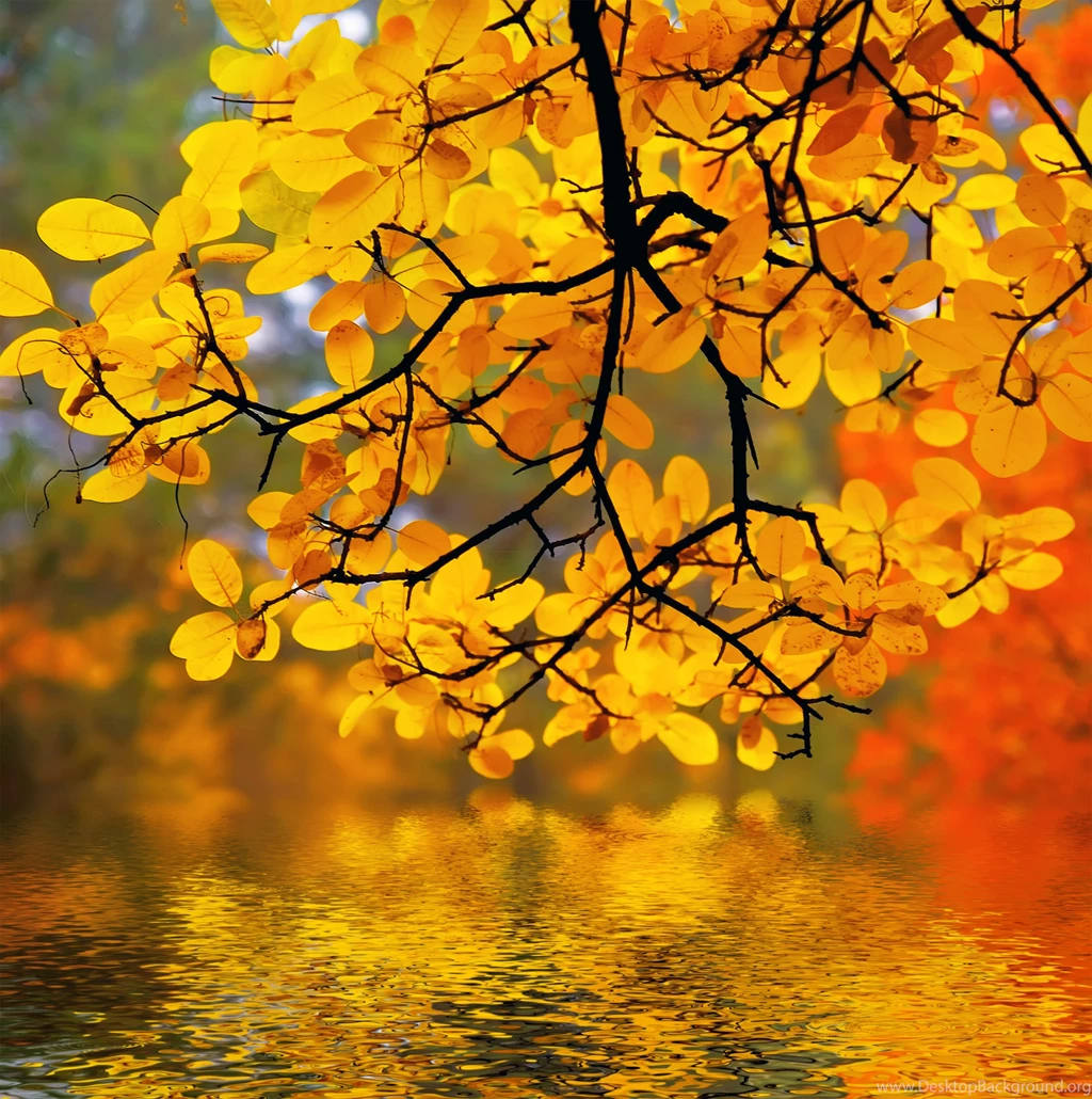 Autumn_Background.jpg?m=1441833833