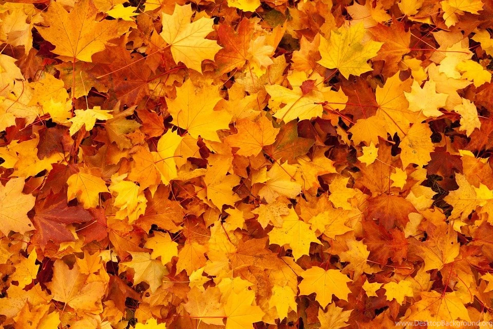 Free Stock Photo: Autumn, Background, Color, Fall Free Image On ...