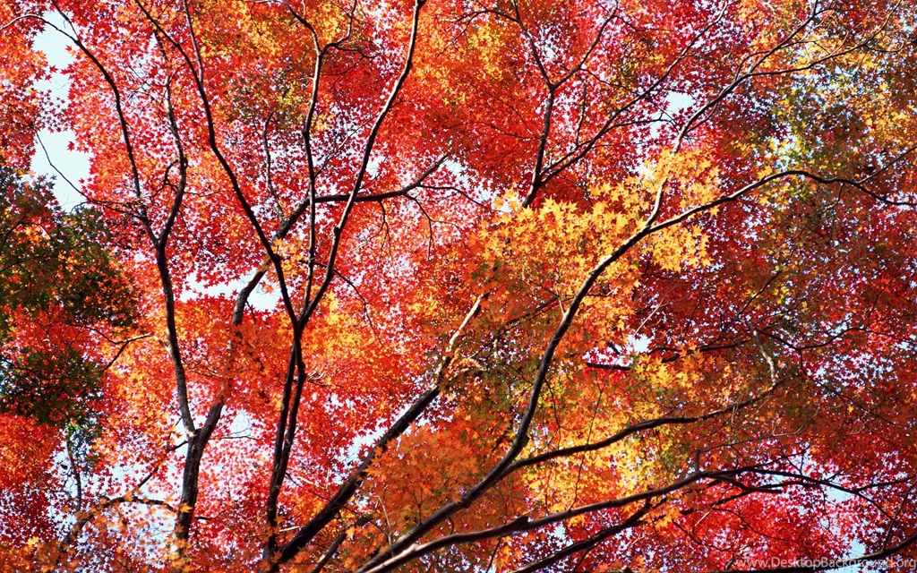Autumn Wallpapers 007, Free Desktop Wallpapers, Cool Wallpapers