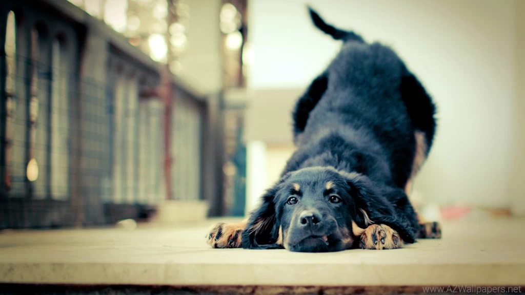 Funny Hd Wallpapers 1080p Images Photos   FynnEXP