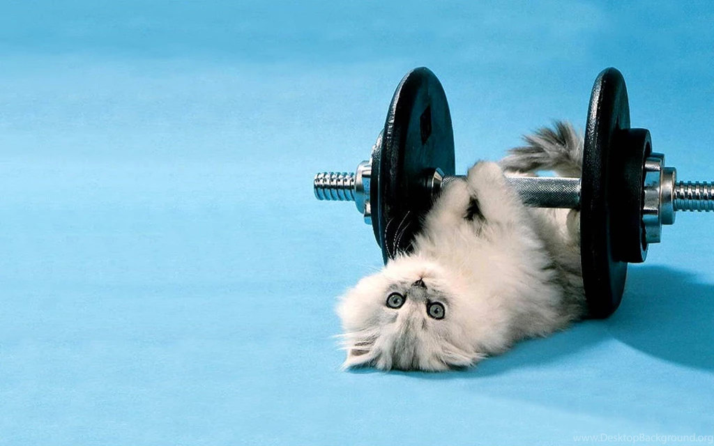 Funny Animals Wallpapers HD 1.jpg