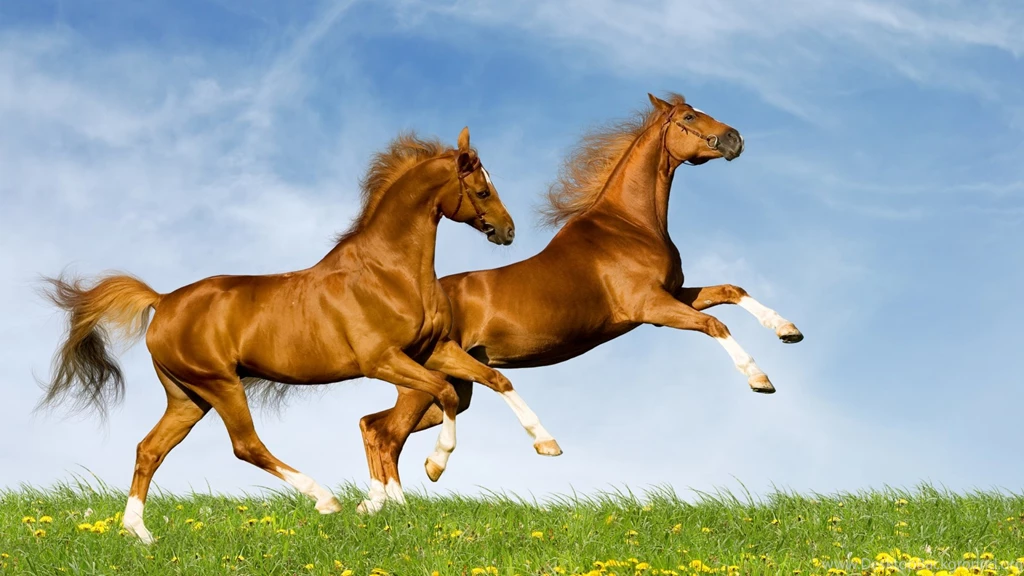 Running Horse