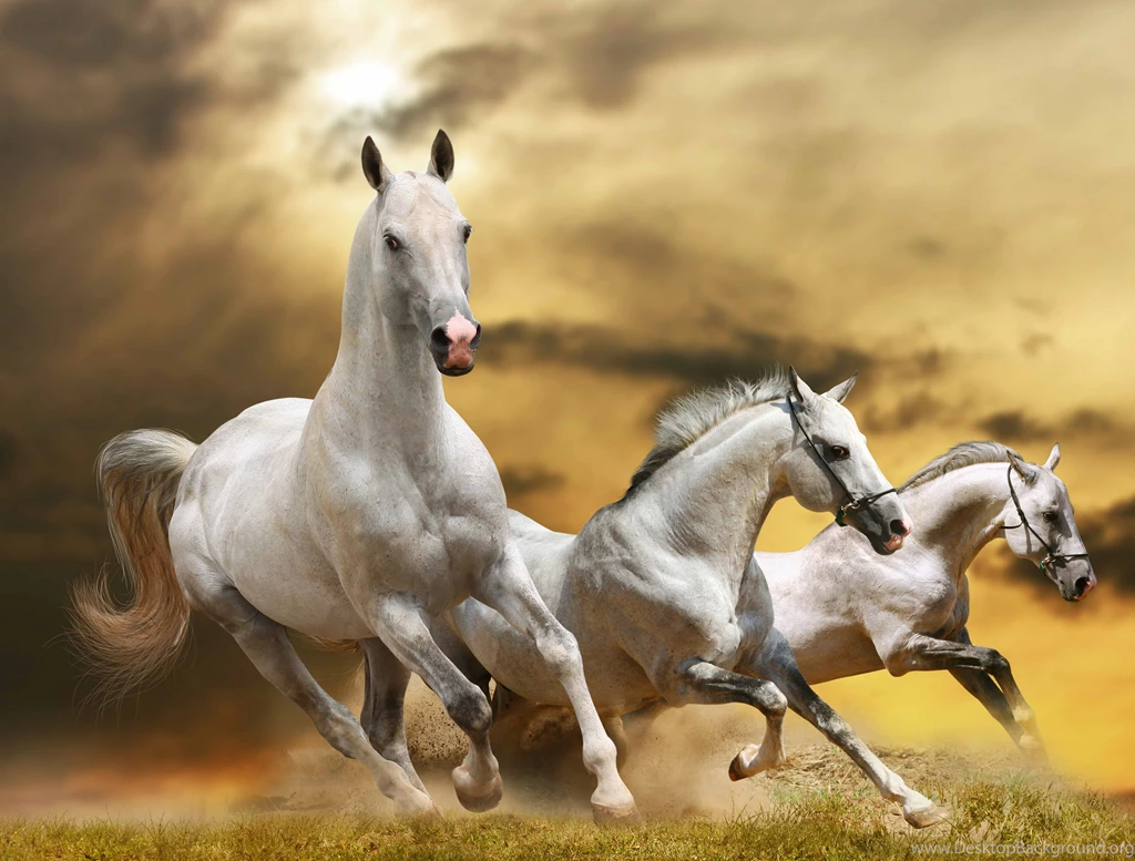 Horse Full Speed Running In Grass Hd Wallpapers