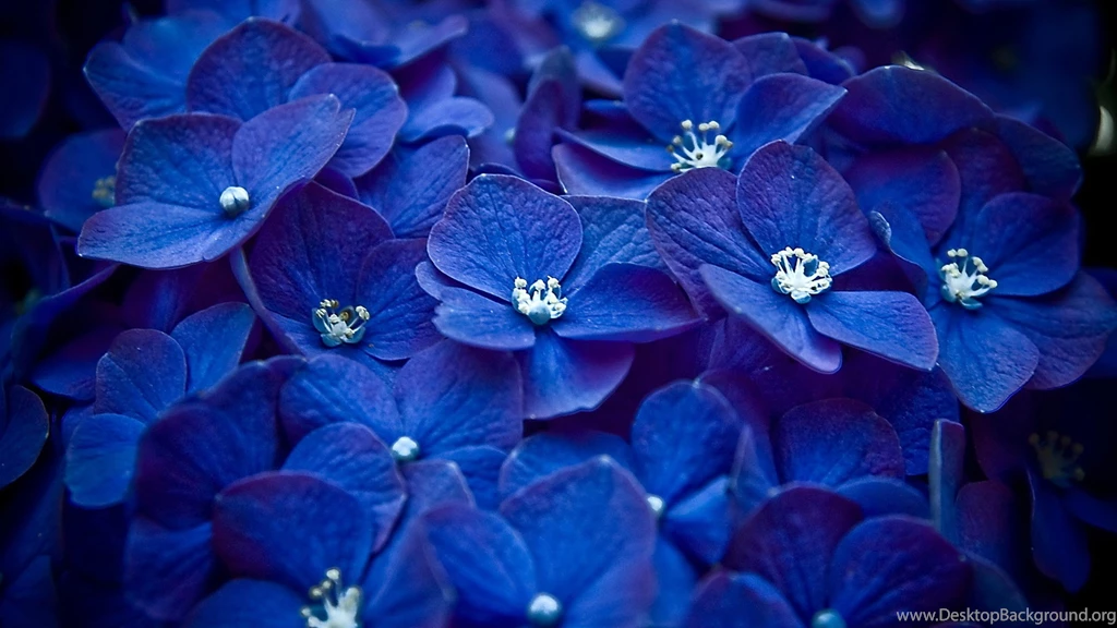 Blue Color Beverage Wallpaper, HD Desktop Wallpapers