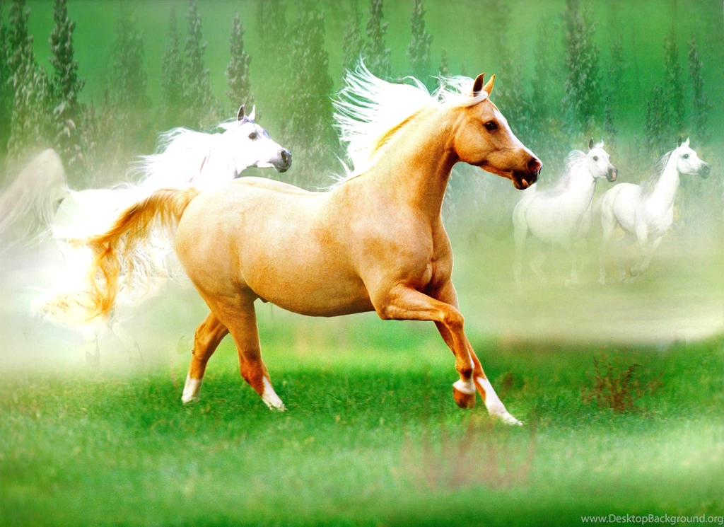Beautiful Horses Running Wallpapers 1080p With HD Wallpapers ...