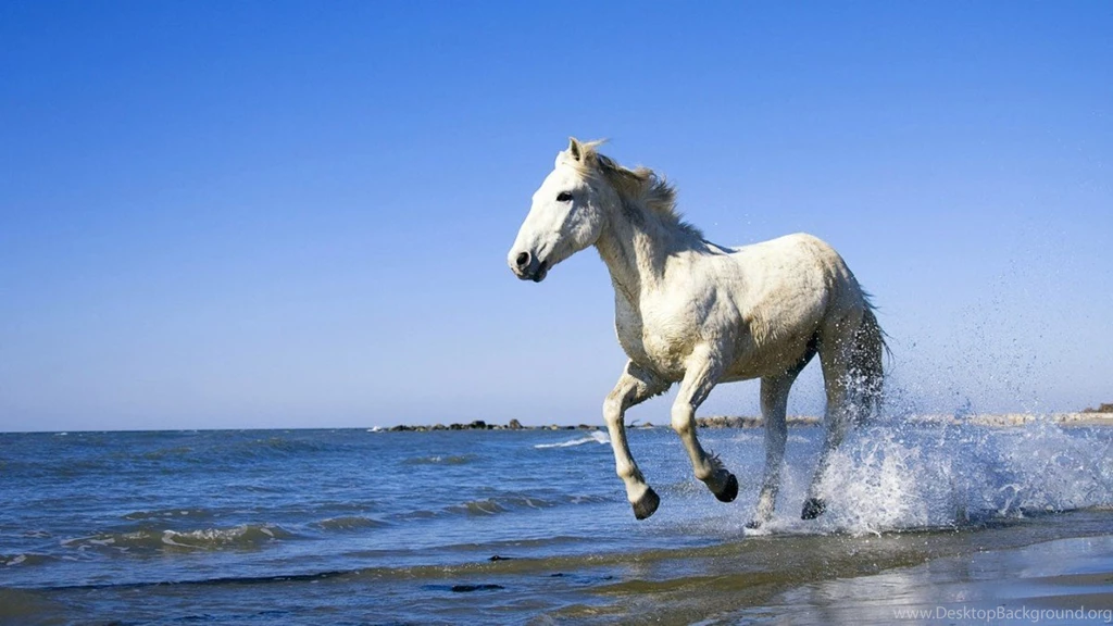 25 Running Horse HD Wallpapers 175 :: Jogging Desktop Wallpapers
