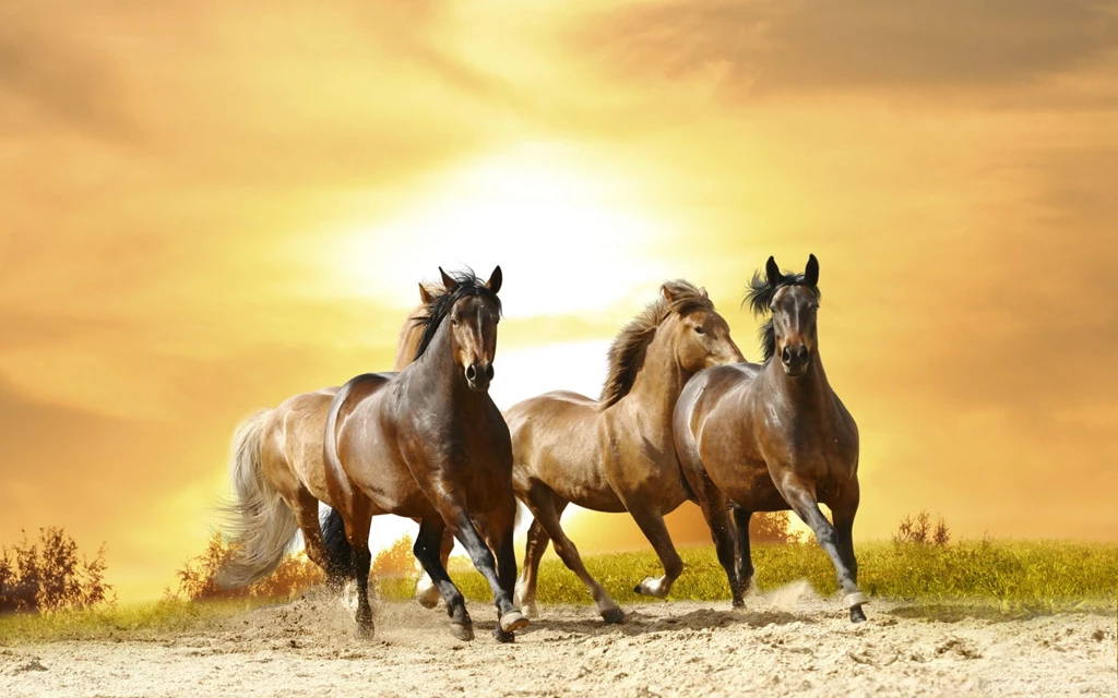Horse Fighting Wallpapers HD Free Download In High Quality