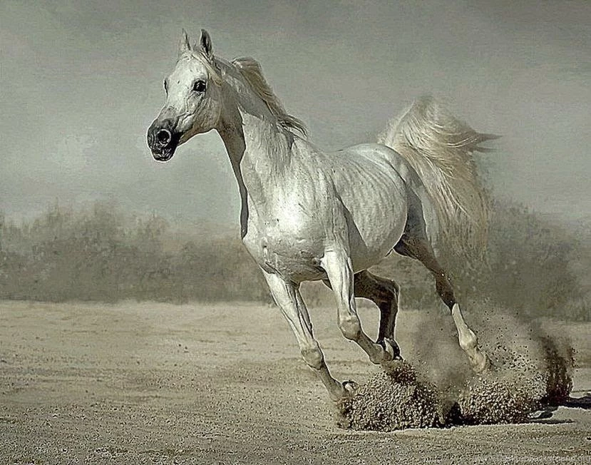 Animals Running Wallpapers Free Desktop