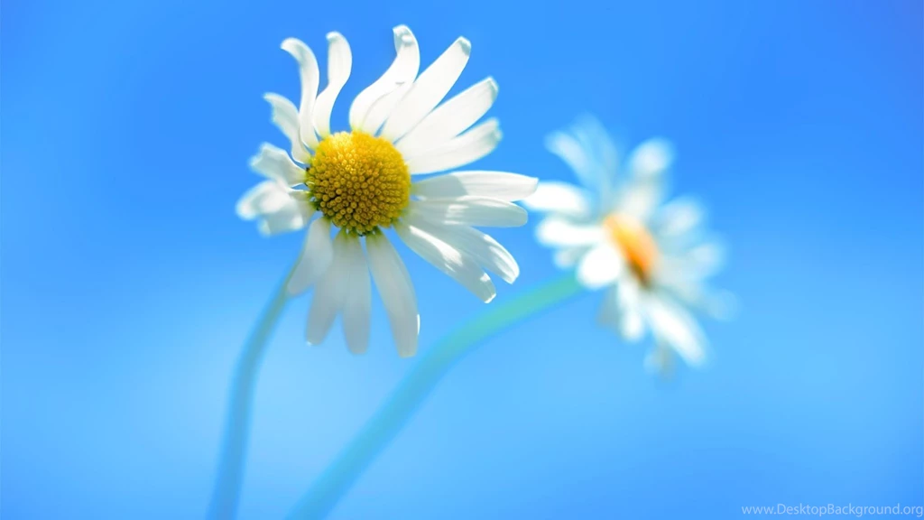 Trololo Blogg: Hd Wallpapers Dell Widescreen