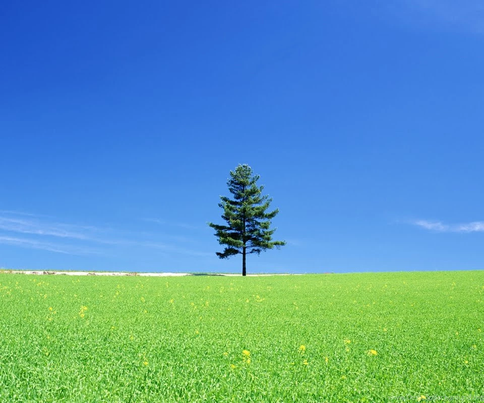 Cool Nature Bwallpapers