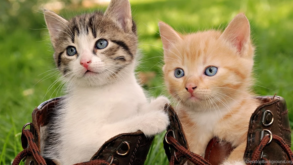 Cat Hd Wallpapers
