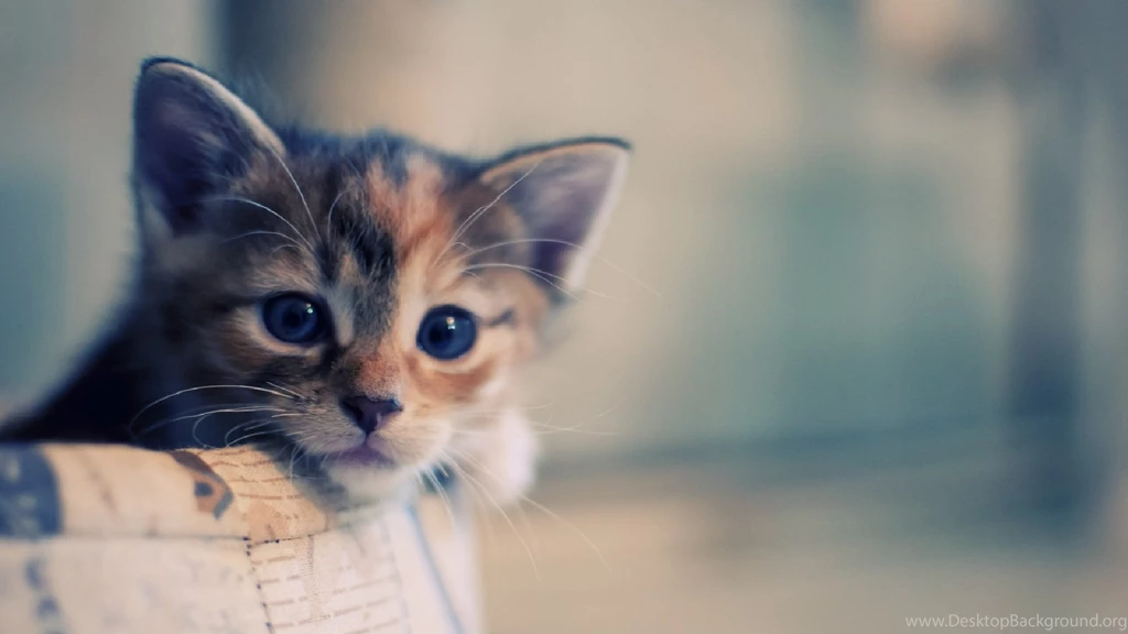 Cute Cat Wallpapers