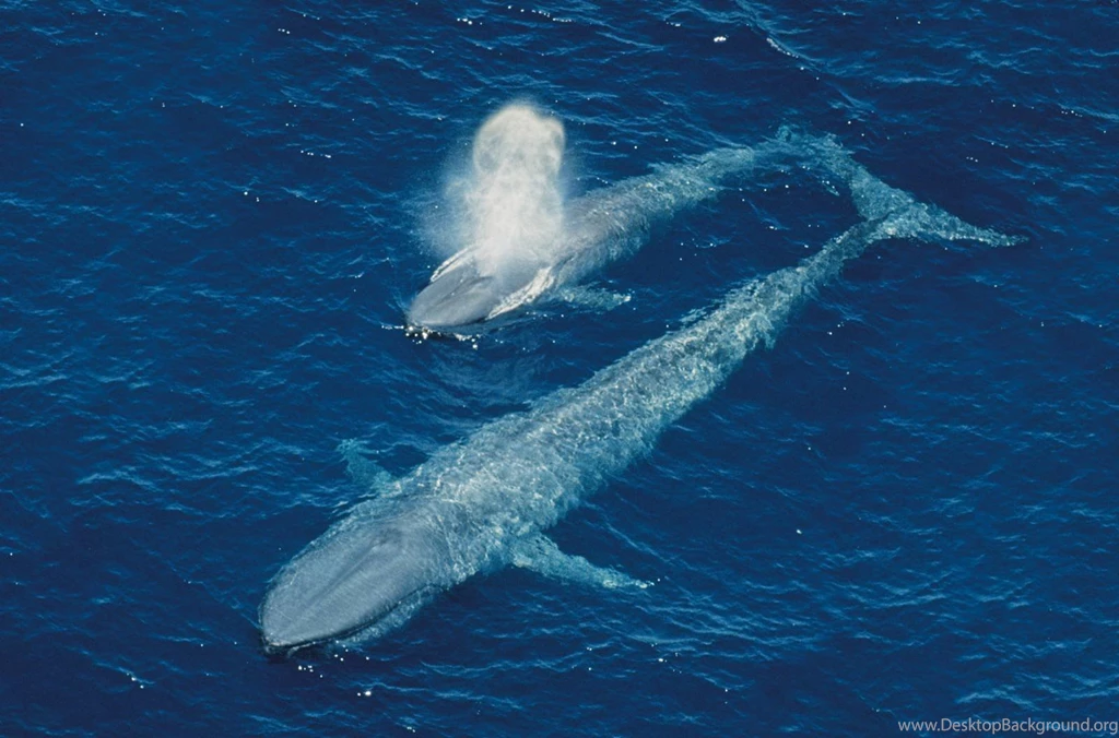 Blue Whale Wallpapers Wallpapers Cave