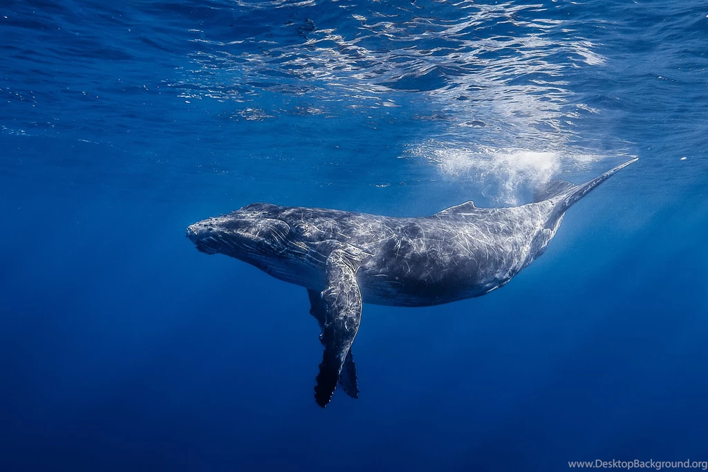 New Whale Picture View
