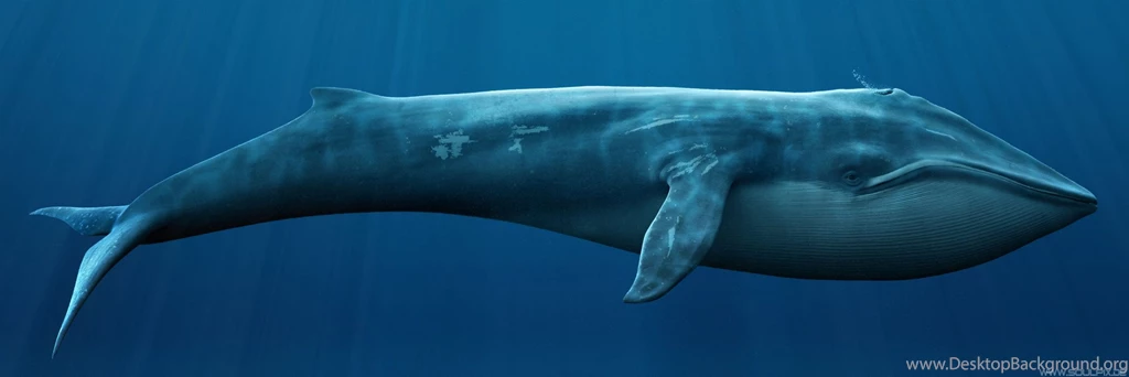 Blue Whale HD Desktop Backgrounds Wallpapers Attachment 11951 ...