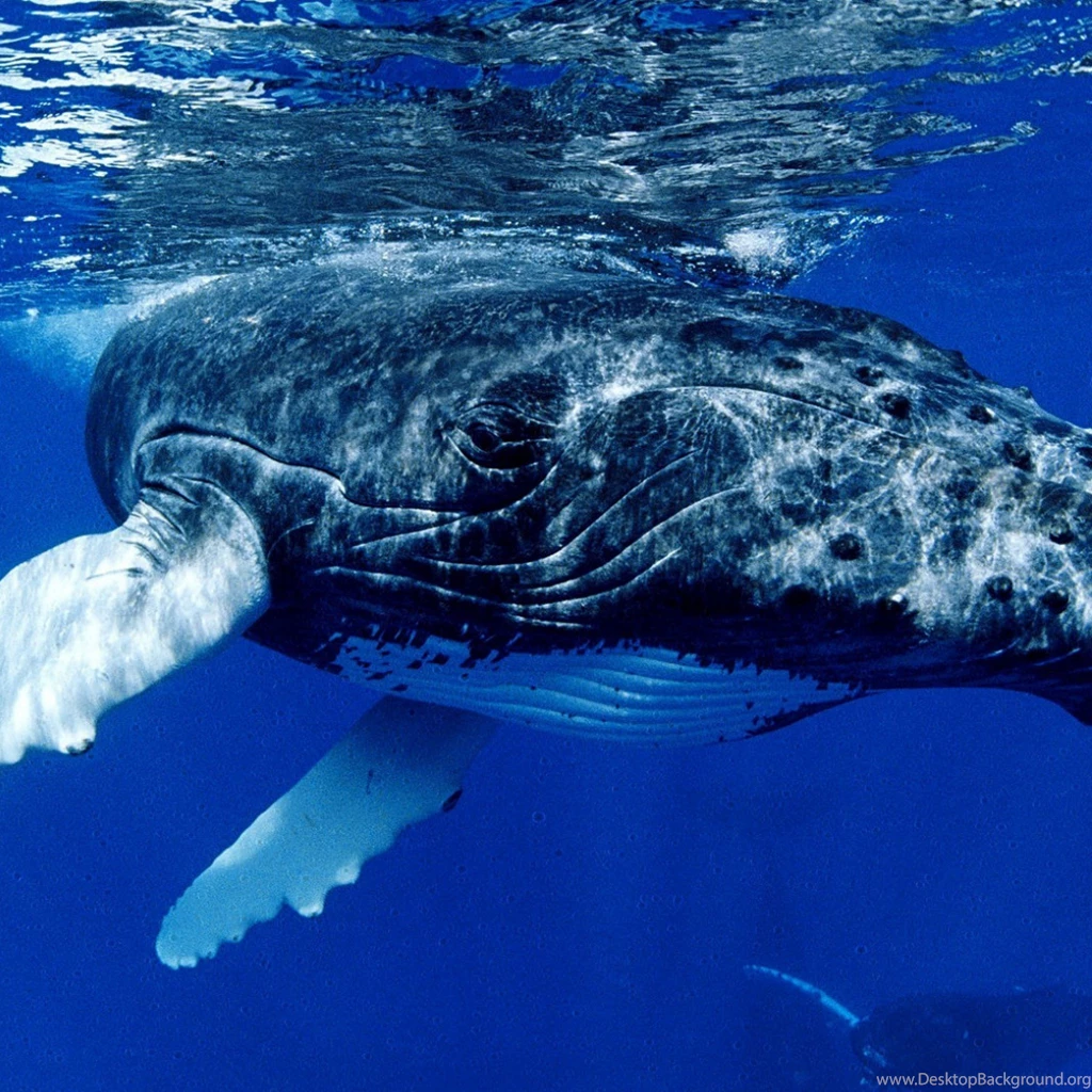 Page 2: New iPad Air, 4, 3, iPad Mini Retina Whale Wallpapers HD ...