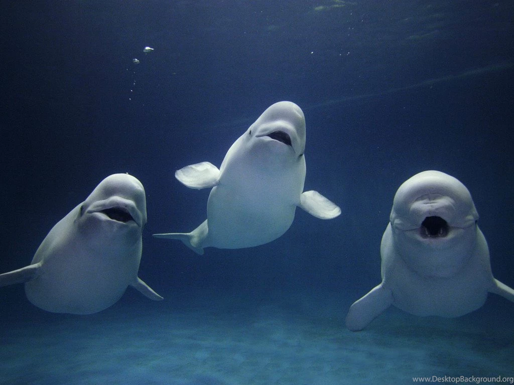 Beluga Whale HD Wallpapers – Daily Backgrounds In HD