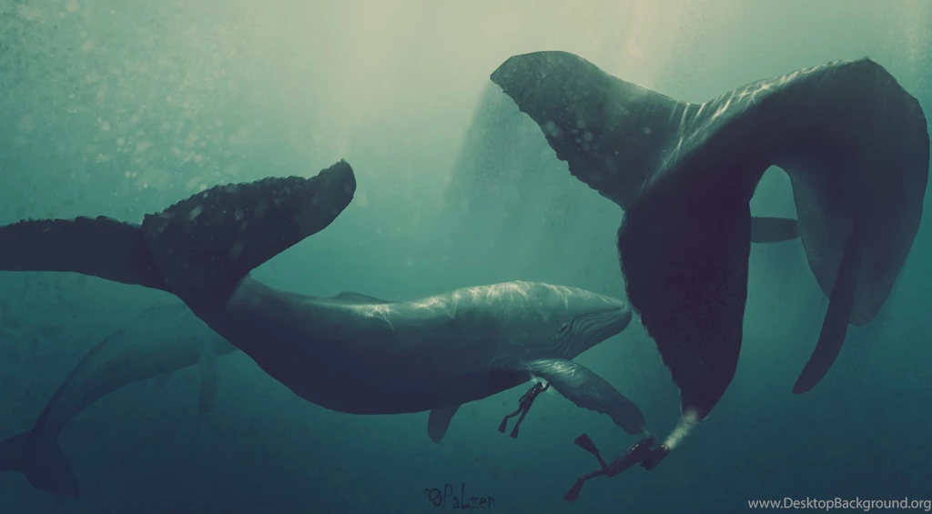 12 Orca HD Wallpapers