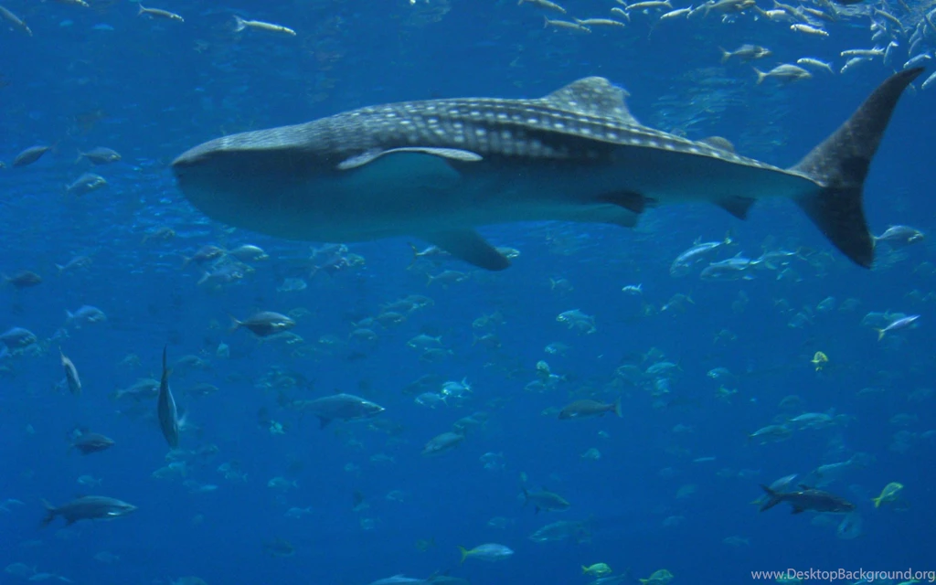 Blue Whale Desktop Wide 2560x1600