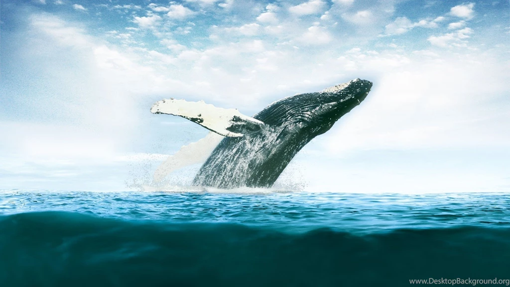 Whale Desktop Wallpapers Mbagusi.com
