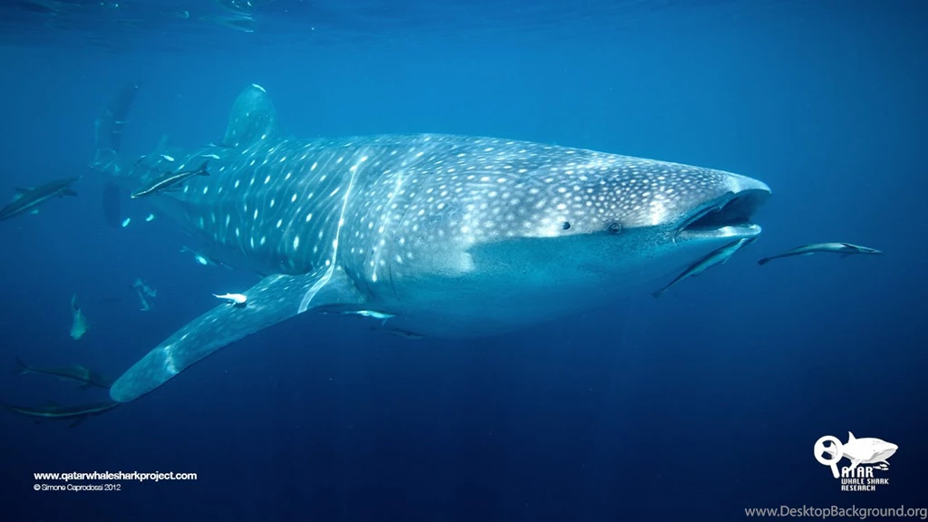 Whale Shark Gallery