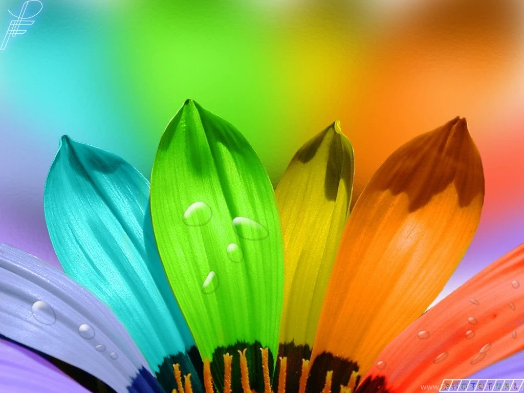 HD Flower Free 2012 Wallpapers Download Of Red Pink And Yellow ...