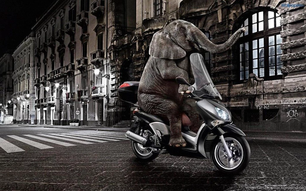 Funny Elephant Ride Motor Wallpapers