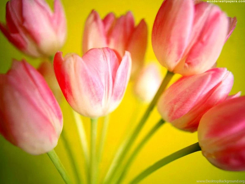 Flower Wallpapers Tulips Flowers Wallpapers