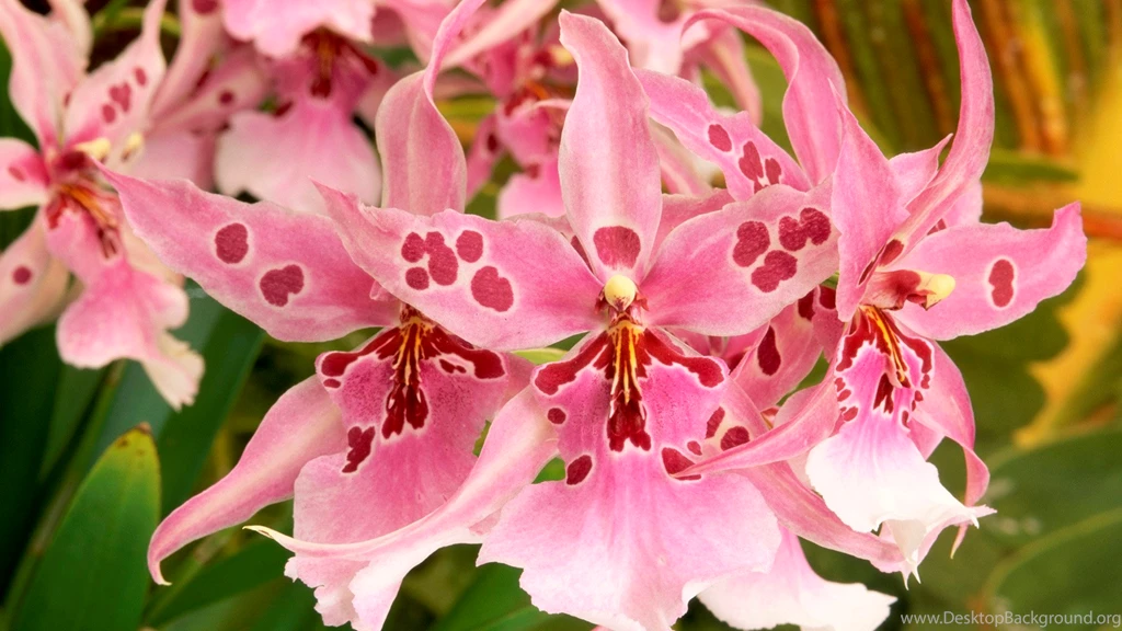 Free Wallpapers Flowers Wallpapers
