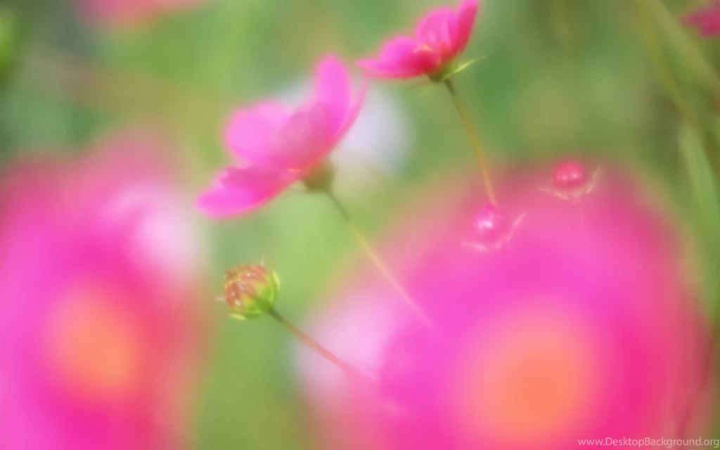Desktop Wallpapers · Gallery · Computers · Wildflowers Beautiful ...