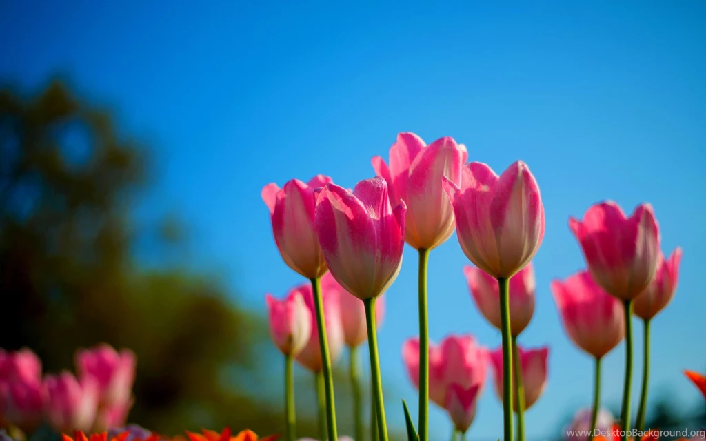 Beautiful Flowers