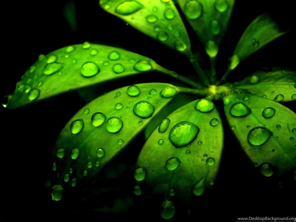 Green Flower Photos, Morning Dew On Green Plants, Crystal Clear ...