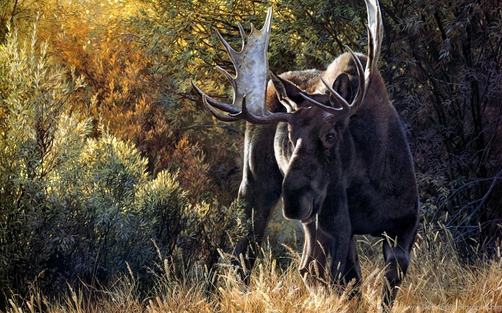 Moose Computer Wallpapers, Desktop Backgrounds