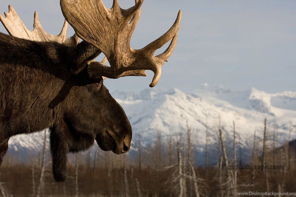 Download Animal Moose Wallpapers 2048x1365