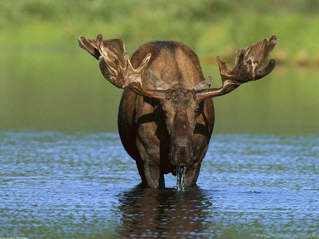 Bull Moose Animal Free Desktop Backgrounds Free Wallpapers Image