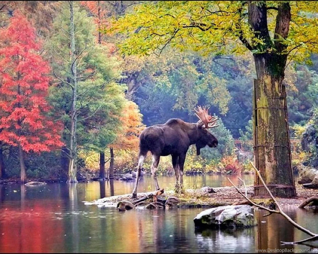 Moose In Forest Wallpapers   (