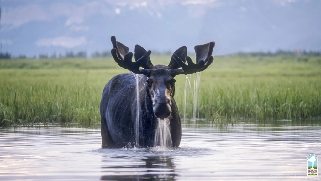 Wallpapers Download   Yellowstone Park Foundation